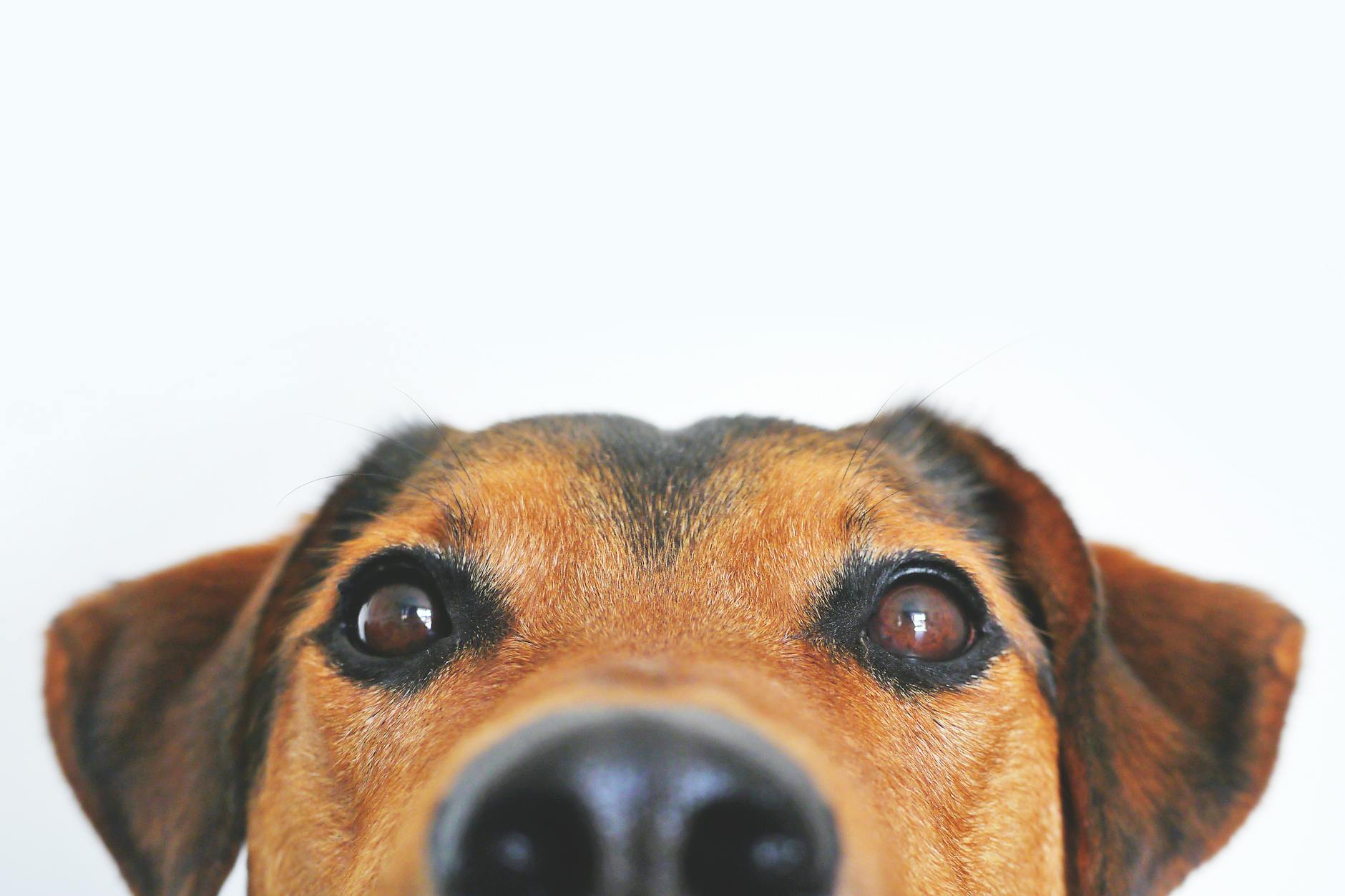 Dogpedia, cani, articoli, prodotti, accessori, news per cani