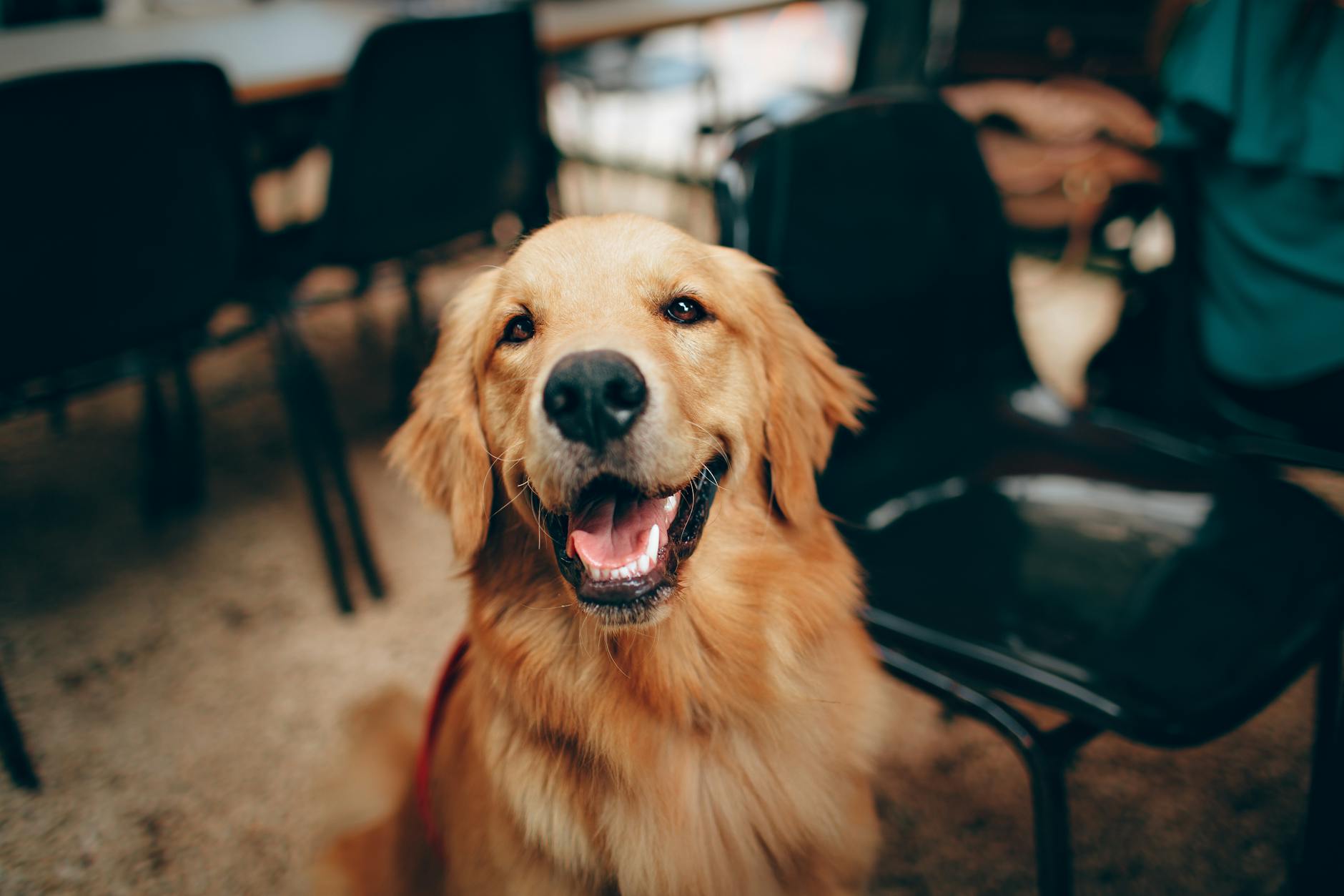 Dogpedia, cani, articoli, prodotti, accessori, news per cani