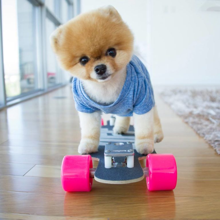 Dogpedia, cani, articoli, prodotti, accessori, news per cani Jiffpom, il Pomerania da Guinness dei Primati