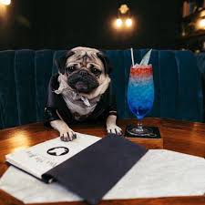 Dogpedia, cani, articoli, prodotti, accessori, news per cani Doug the Pug, il "Re della Pop Culture"