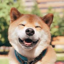 Dogpedia, cani, articoli, prodotti, accessori, news per cani Marutaro, lo Shiba Inu sorridente