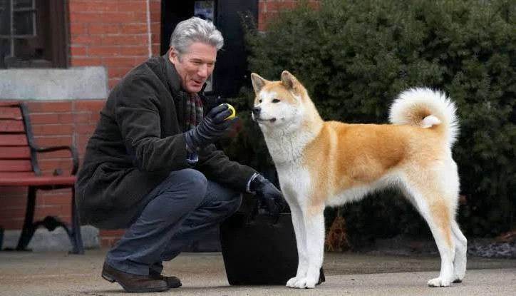 Dogpedia, cani, articoli, prodotti, accessori, news per cani, Hachiko