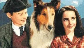 Dogpedia, cani, articoli, prodotti, accessori, news per cani, Lassie