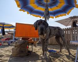 In vacanza col cane nella riviera Romagnola, spiagge per cani, strutture per cani, pet-friendly