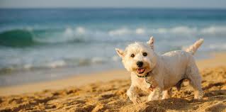 In vacanza col cane in Toscana, spiagge per cani, strutture per cani, pet-friendly