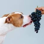 Dogpedia, cani, articoli, prodotti, accessori, alimentazione cane, cibi da evitare, uva e uvetta