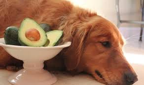 Dogpedia, cani, articoli, prodotti, accessori, alimenti dannosi per il cane, Avocado