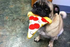 Dogpedia, cani, articoli, prodotti, accessori, alimenti dannosi per il cane, impasti lievitati