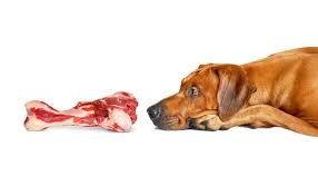 Dogpedia, cani, articoli, prodotti, accessori, alimenti dannosi per il cane, ossa cotte