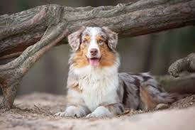 Dogpedia, cani, articoli, prodotti, accessori, Gruppo 1 Australian Shepherd