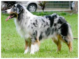 Dogpedia, cani, articoli, prodotti, accessori, Gruppo 1 Australian Shepherd