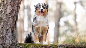 Dogpedia, cani, articoli, prodotti, accessori, Gruppo 1 Australian Shepherd