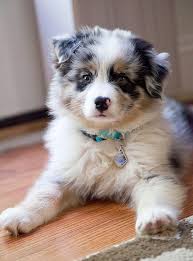 Dogpedia, cani, articoli, prodotti, accessori, Gruppo 1 Australian Shepherd