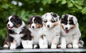 Dogpedia, cani, articoli, prodotti, accessori, Gruppo 1 Australian Shepherd