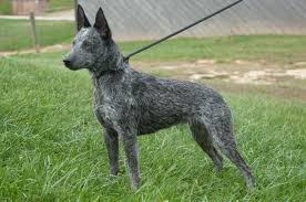 Dogpedia, cani, articoli, prodotti, accessori, Gruppo 1 Scopri l'Australian Stumpy Tail Cattle Dog: