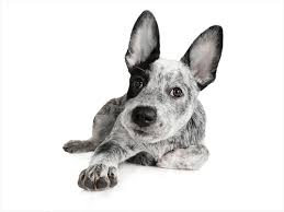 Dogpedia, cani, articoli, prodotti, accessori, Gruppo 1 Scopri l'Australian Stumpy Tail Cattle Dog: