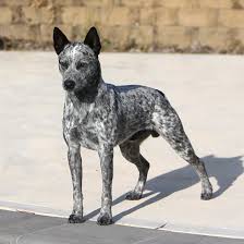 Dogpedia, cani, articoli, prodotti, accessori, Gruppo 1 Scopri l'Australian Stumpy Tail Cattle Dog: