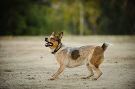 Dogpedia, cani, articoli, prodotti, accessori, Gruppo 1 Scopri l'Australian Stumpy Tail Cattle Dog: