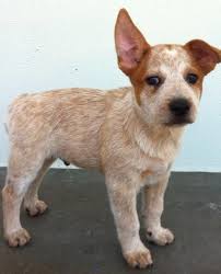 Dogpedia, cani, articoli, prodotti, accessori, Gruppo 1 Scopri l'Australian Stumpy Tail Cattle Dog: