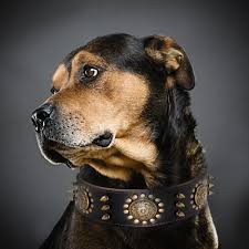 Dogpedia, Blog, cani, articoli, prodotti, accessori, I 25 prodotti per cani più venduti nel 2024,Collari e guinzagli per cani