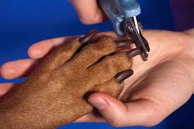 Dogpedia, Blog, cani, articoli, prodotti, accessori, I 25 prodotti per cani più venduti nel 2024, Tagliaunghie per cani